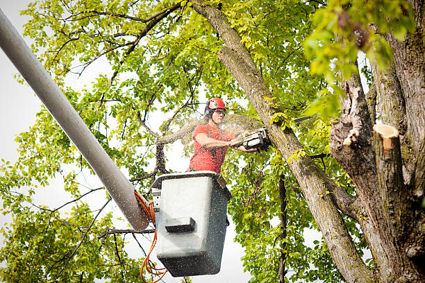 Best Tree Health Inspection  in Swartz Creek, MI